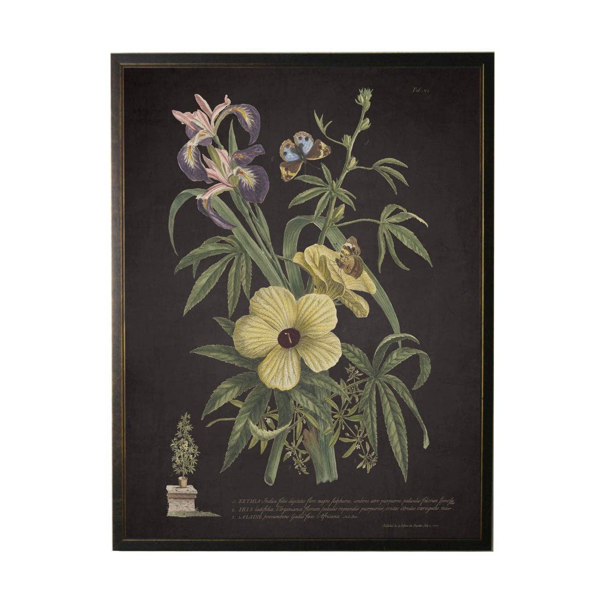 Antique Curiosities Inc - Vintage Floral And Butterfly Print On Black Background: Black Frame 2400-35 Za / 10" X 8"