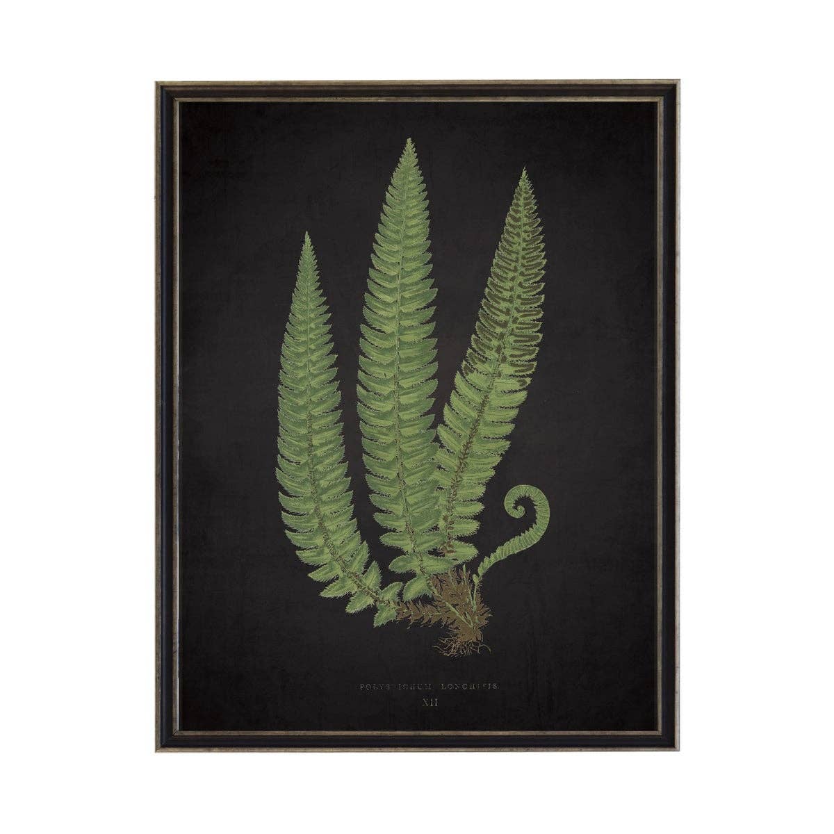Antique Curiosities Inc - Fern C On Aged Black Background: Black Frame 2400-35 Za / 10" X 8"
