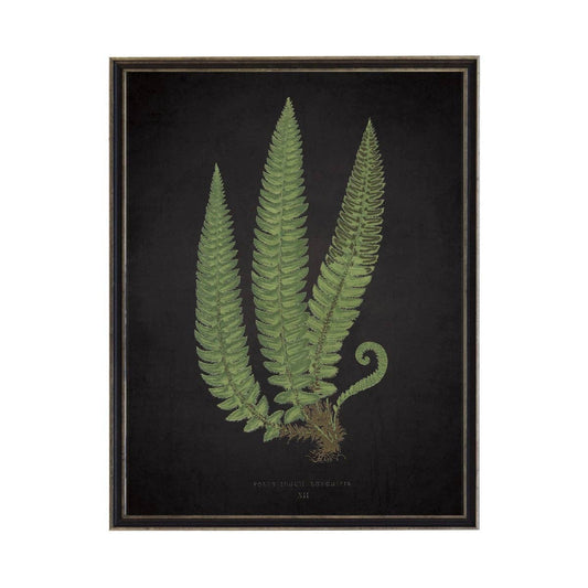 Antique Curiosities Inc - Fern C On Aged Black Background: Black Frame 2400-35 Za / 10" X 8"