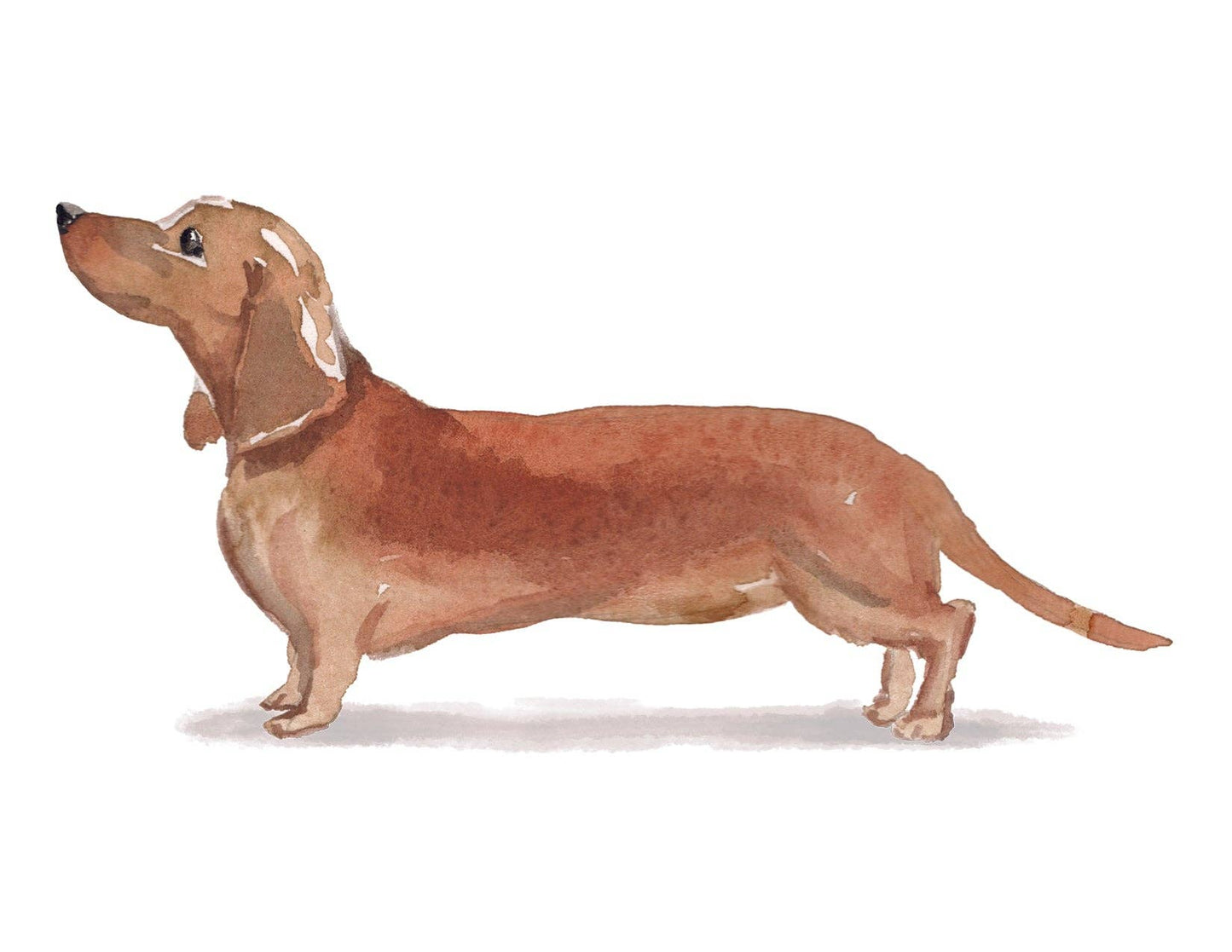Bourbon & Bacon - Dachshund, Cinnamon Note Cards