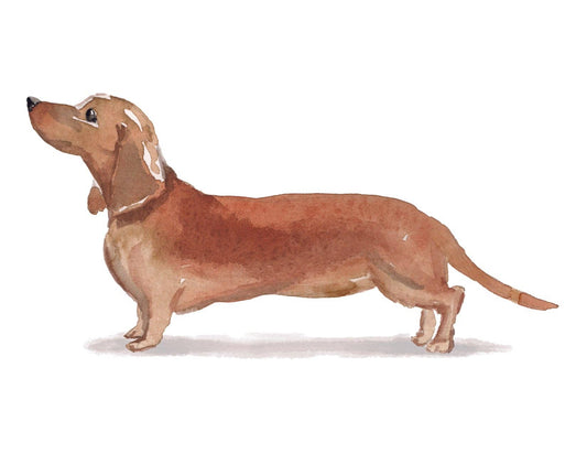Bourbon & Bacon - Dachshund, Cinnamon Note Cards