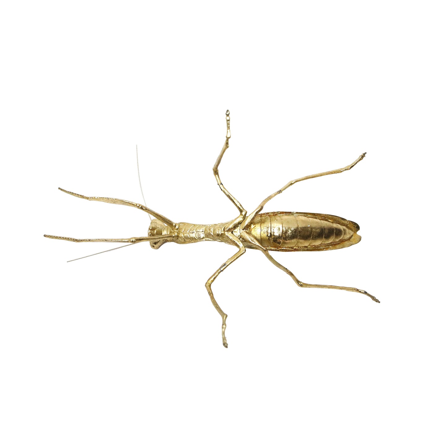 Modern World by Contrast Inc. - Golden Praying Mantis