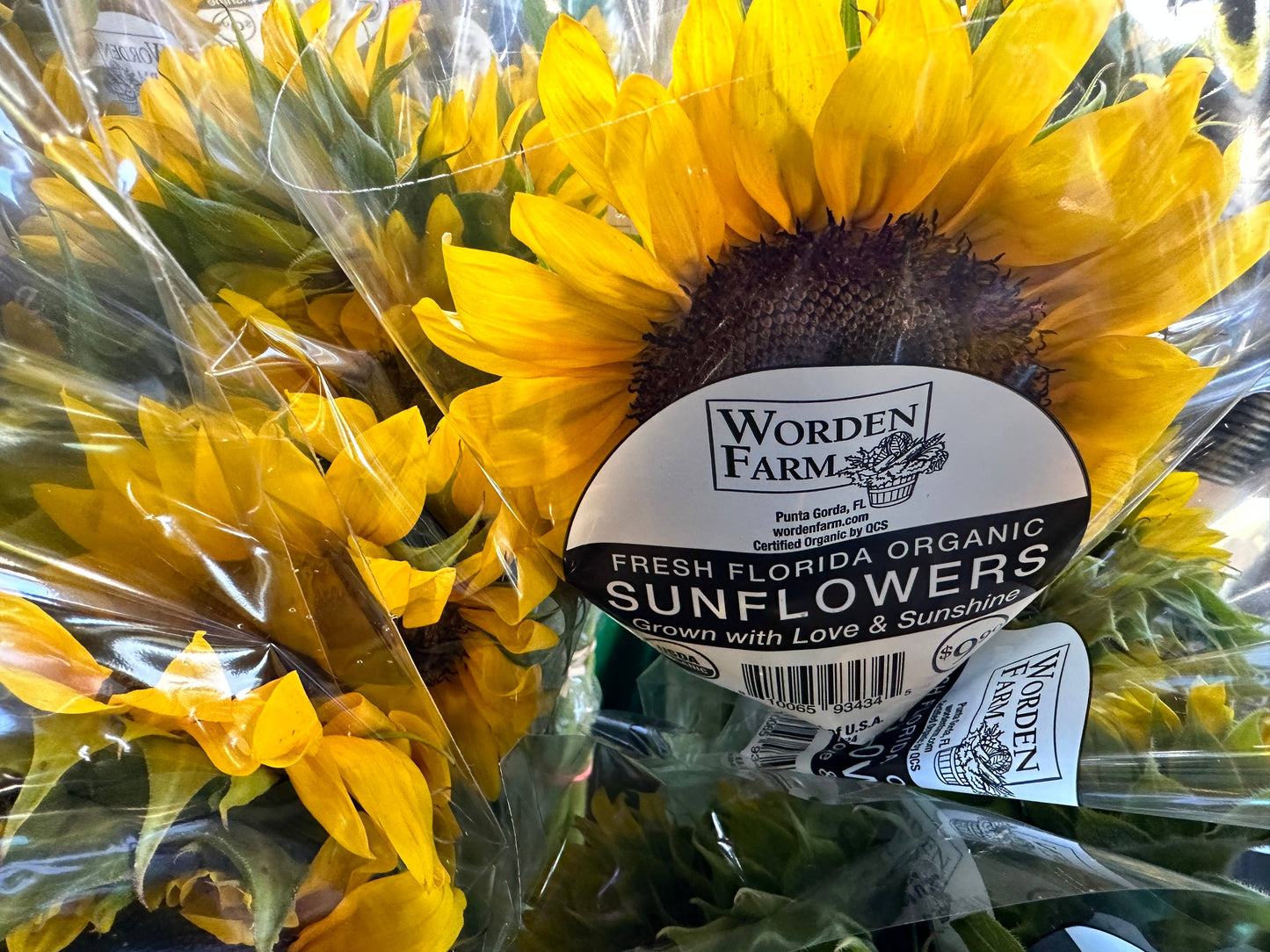 Worden Farm - Florida Farm-Fresh-Cut Organic Sunflowers - Sleeved