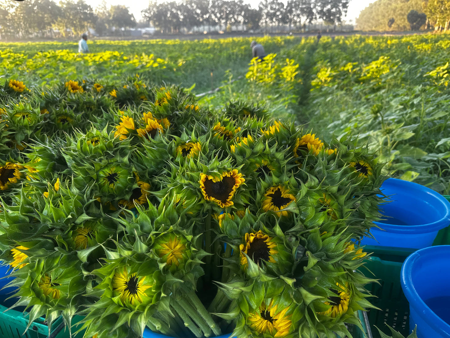 Worden Farm - Florida Farm-Fresh-Cut Organic Sunflowers - Sleeved