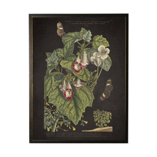 Antique Curiosities Inc - Vintage Floral And Butterfly Print On Black Background: Black Frame 2400-35 Za / 10" X 8"