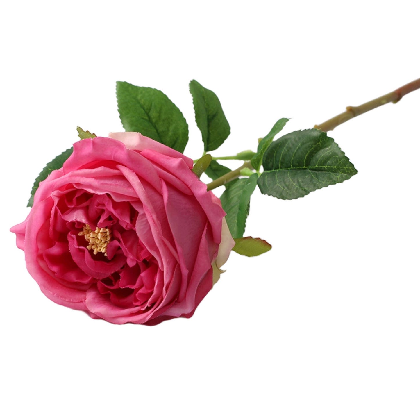 Angel Isabella - 17"Premium Real touch English Austin Cabbage Rose Stem: Pure White