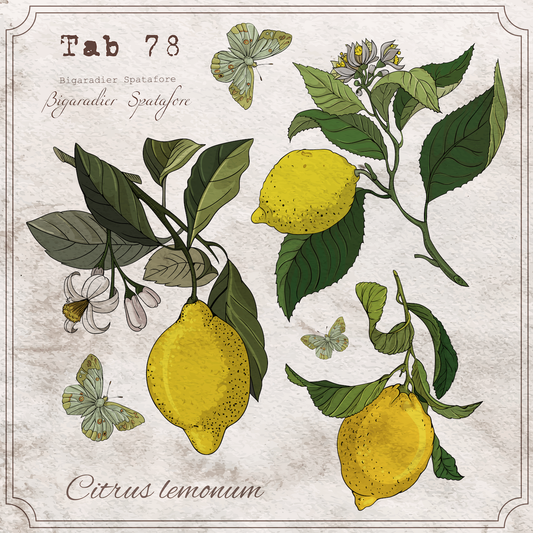 European Excellency - Lemon Botany Cocktail Napkins