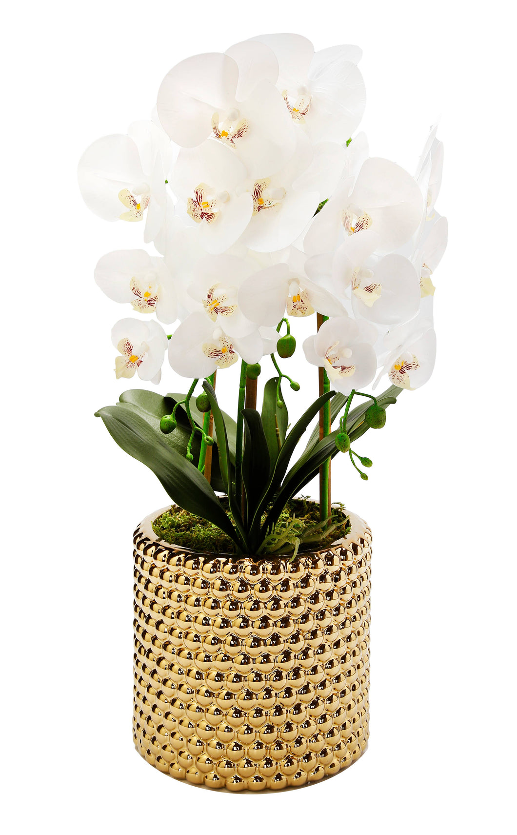 VIVIENCE - 3 Branched White Orchid Plant in Hammered Stainless Pot